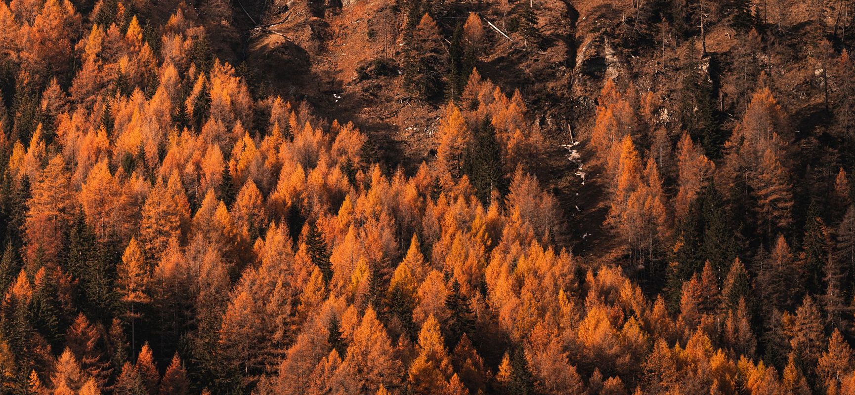 Herbst_Lärchenwald_Tauernhaus_Peter Märkl